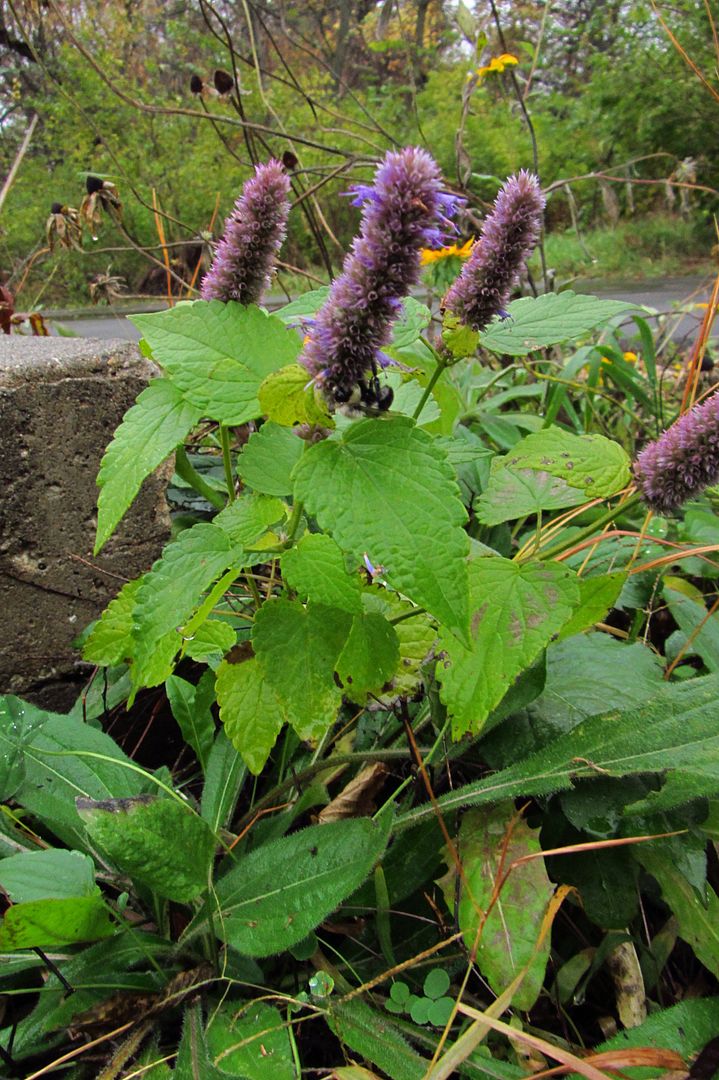 Bee on anise hyssop photo anisehyssopbee_zpskxiqhbld.jpg