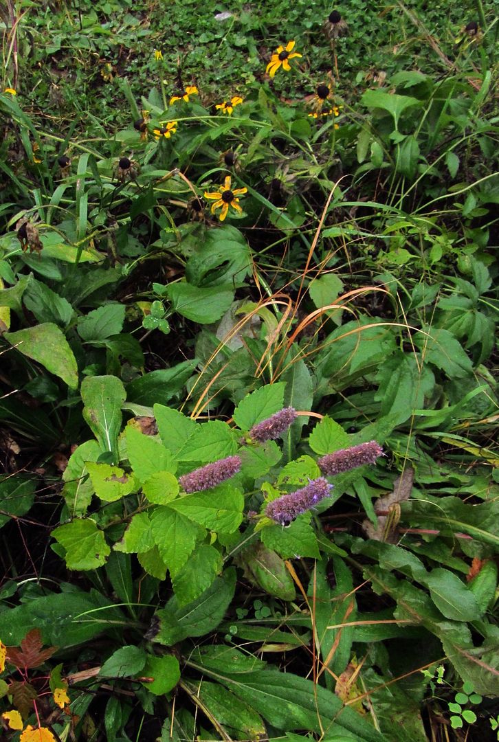 anise hyssop black-eyed Susans photo anisehyssopblackeyedsusan2_zpstkvclnrn.jpg