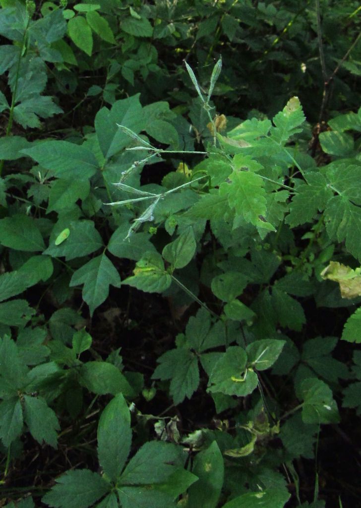 Anise root seed pods photo aniserootseedpods_zpsmx0jvhlj.jpg