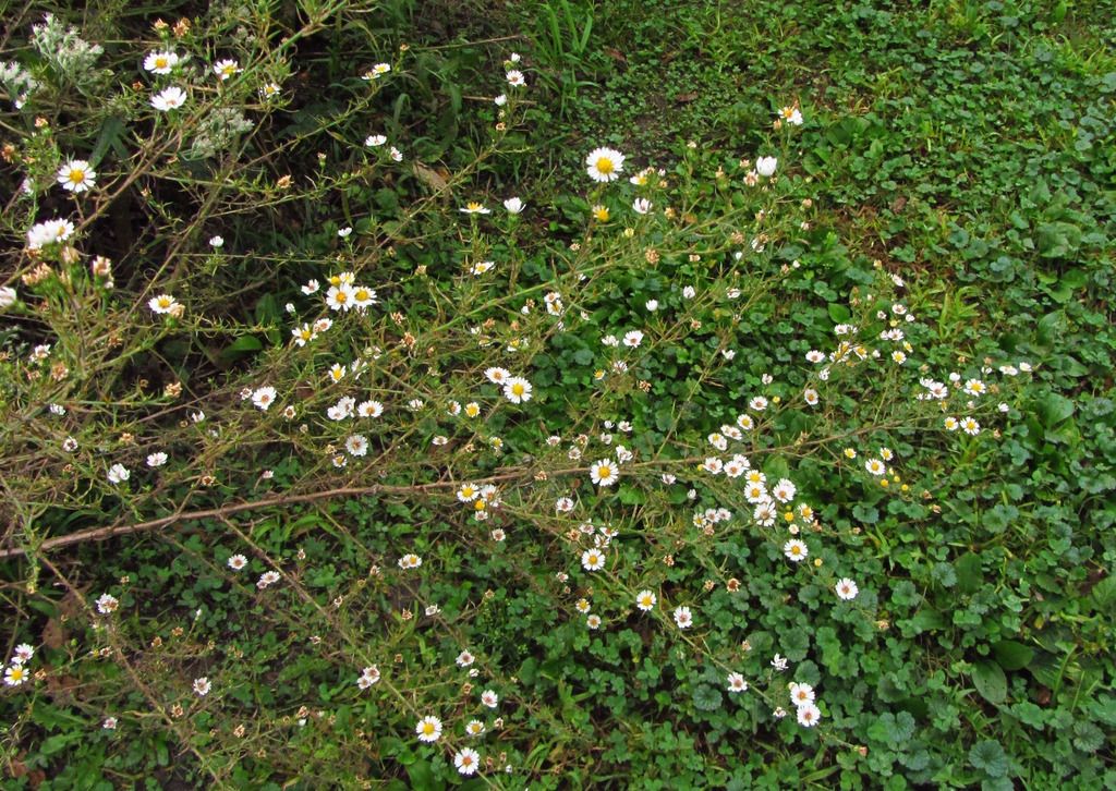 Frost or hairy aster branches 2 photo asterwoodystems4_zpsxlerkgej.jpg