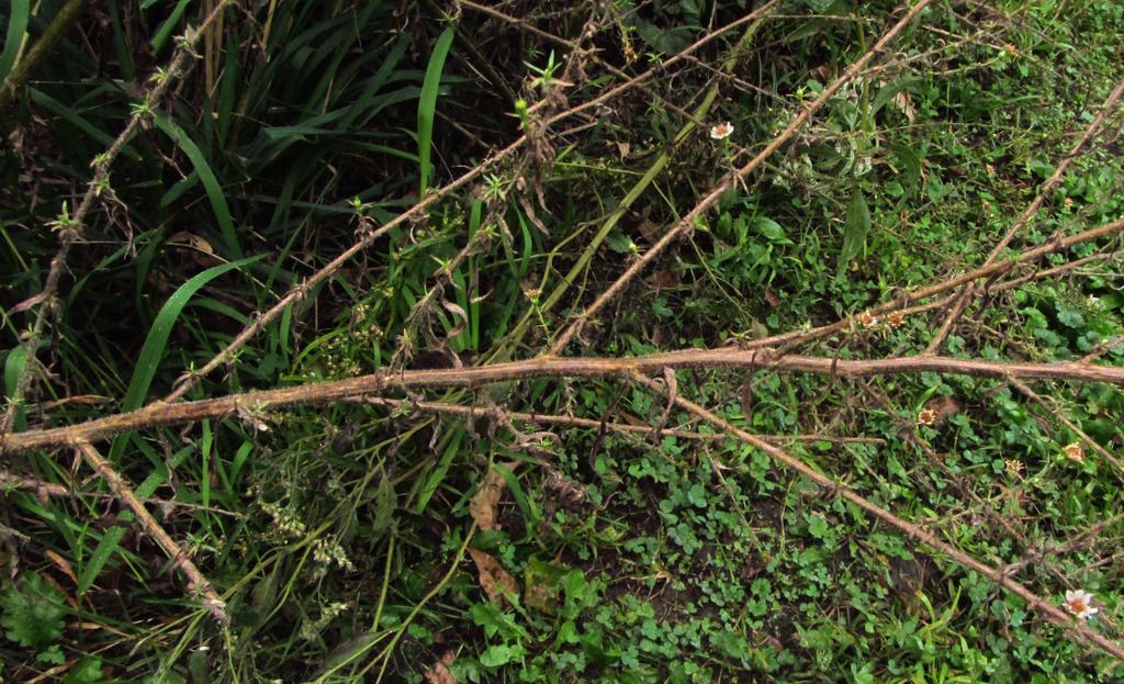 Frost or hairy aster stem photo asterwoodystems_zpsqeebfnvs.jpg