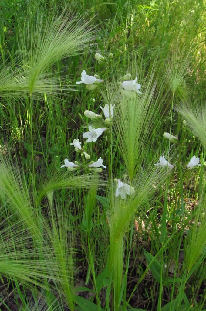 Beardtongue with grass photo beardtonguemysterygrass_zpse94f3a40.jpg