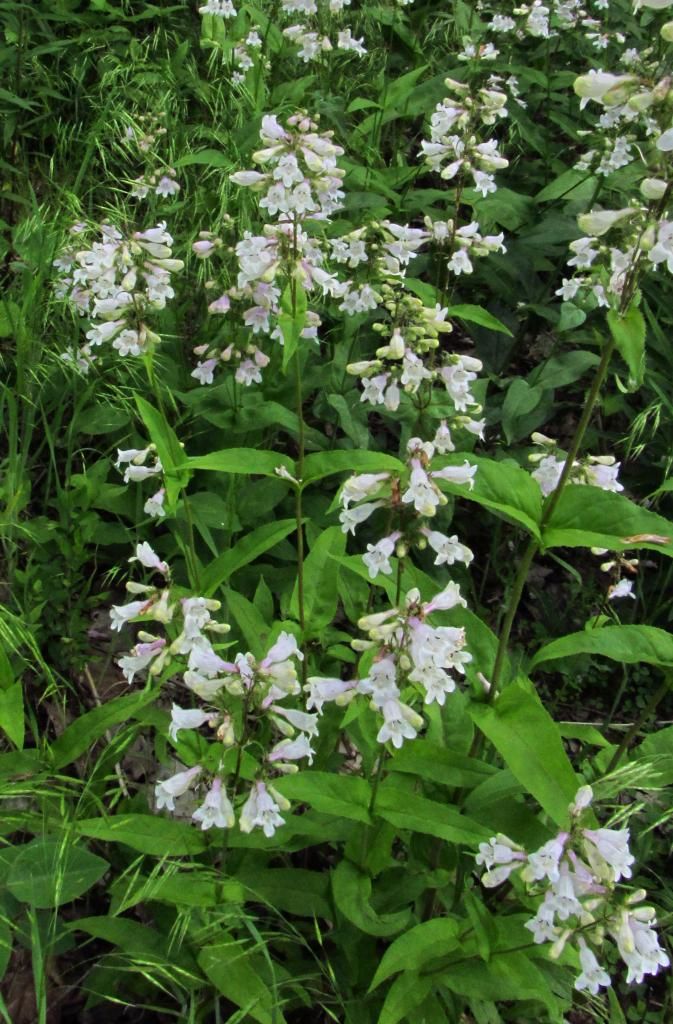 foxglove Beardtongue group photo beardtonguewhite1_zps6e492279.jpg