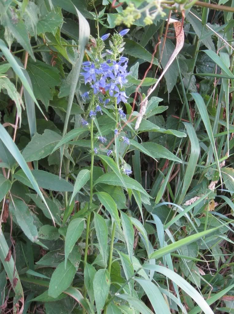 American bellflower, American bellflower blooming in central Iowa, July 2012