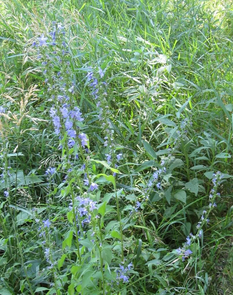 American bellflower, American bellflower blooming in central Iowa, July 2012