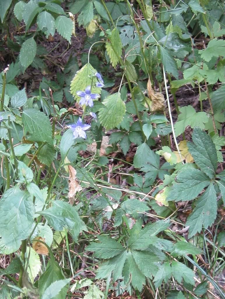 American bellflower, American bellflower blooming in central Iowa, July 2012