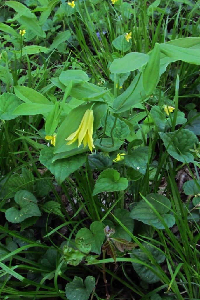 bellwort flower with violets photo bellwort_violets_zps2dac89b1.jpg