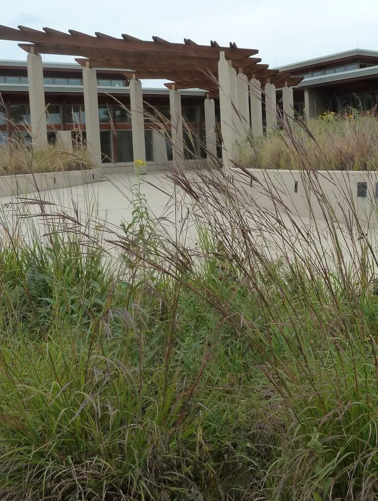 Big bluestem, Big bluestem at the Neal Smith National Wildlife Refuge, September 2012