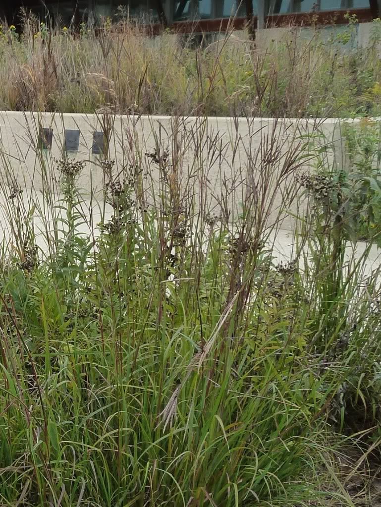 Big bluestem, Big bluestem at the Neal Smith National Wildlife Refuge, September 2012