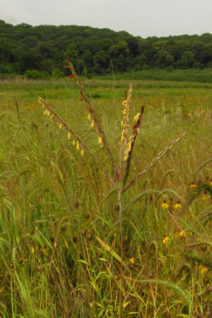 big bluestem flowers photo bigbluestemflowers_zpsc01f8c2d.jpg