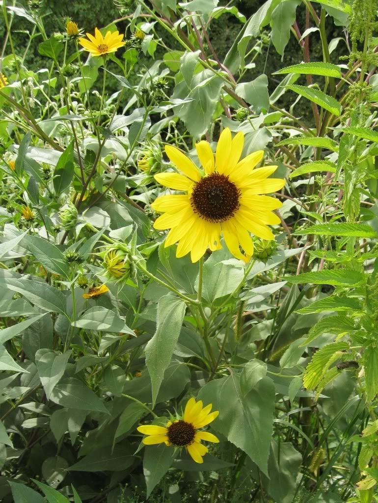 Close-up of sunflower, Sunflower blooming in central Iowa, August 2012