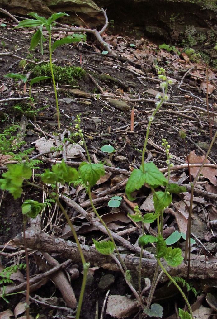 bishop's cap with false Solomon's seal photo bishopscapfalsesolomonsseal_zpsohppeerx.jpg