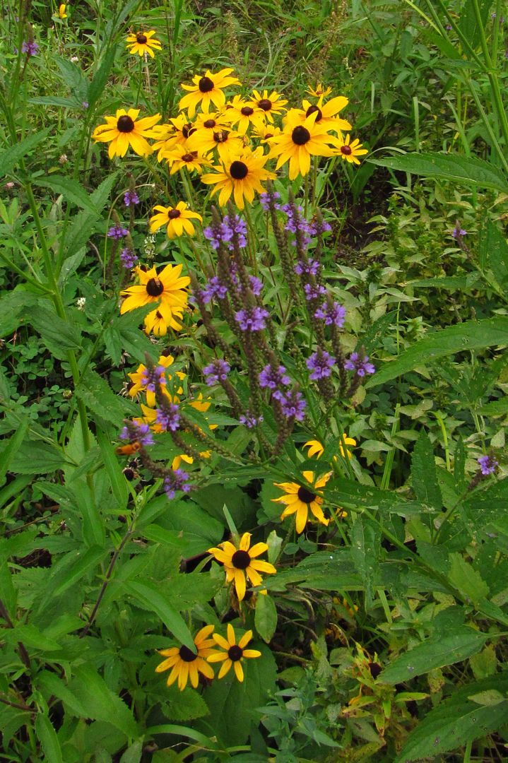 black-eyed Susans with blue vervain photo blackeyedsusanbluevervain2_zpsbsbdkppx.jpg