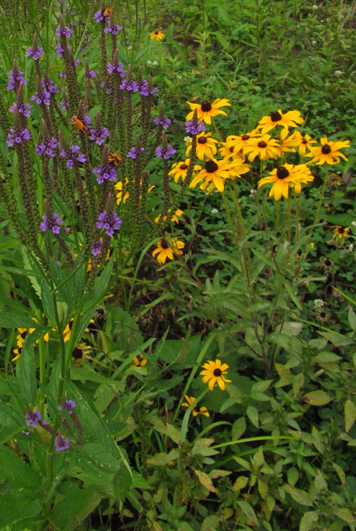 blue vervain with black-eyed Susan photo blackeyedsusanbluevervain_zpsxacna19k.jpg