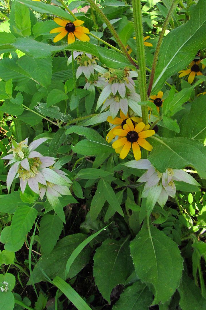 Black-eyed Susan with spotted bee balm photo blackeyedsusanspottedbeebalm_zpsxvafu8cv.jpg