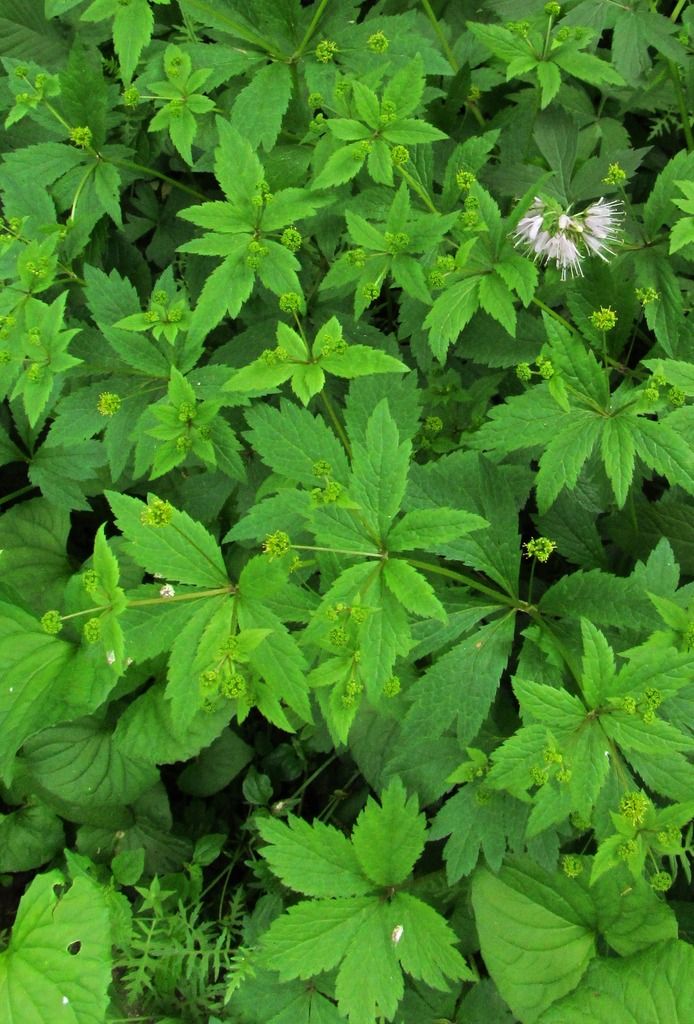 Common black snakeroot with Virginia waterleaf photo blacksnakerootVirginiawaterleaf_zpsalywu3i8.jpg