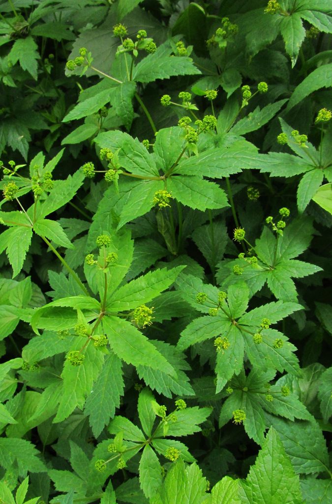 Common black snakeroot blooming photo blacksnakerootblooming_zpsczmavbwe.jpg