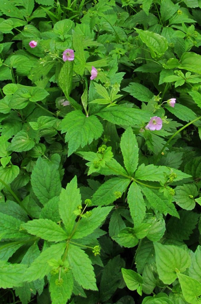 Wild geranium with black snakeroot photo blacksnakerootwildgeranium_zpsmfp7s0q1.jpg