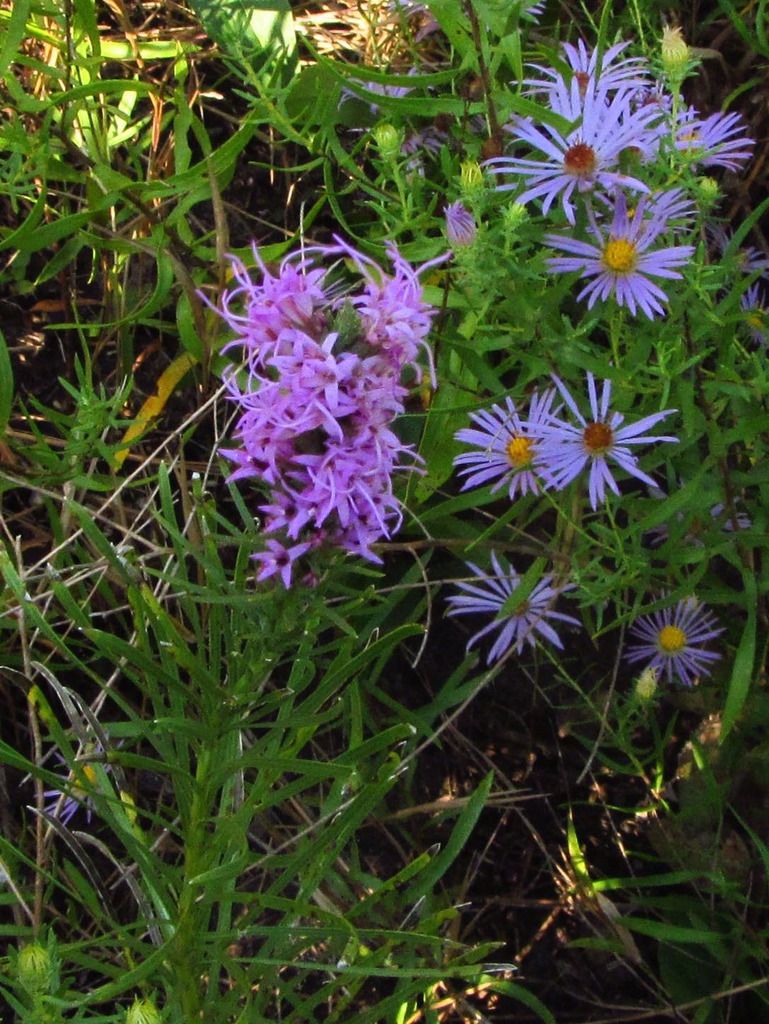 prairie blazing star NE aster 2 photo blazingstarNEaster_zps143sejzo.jpg