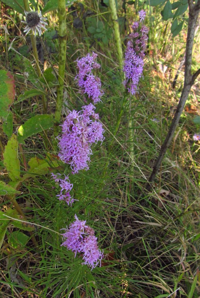 prairie blazing star September 2 photo blazingstarSeptember1_zpsrqxya2vb.jpg