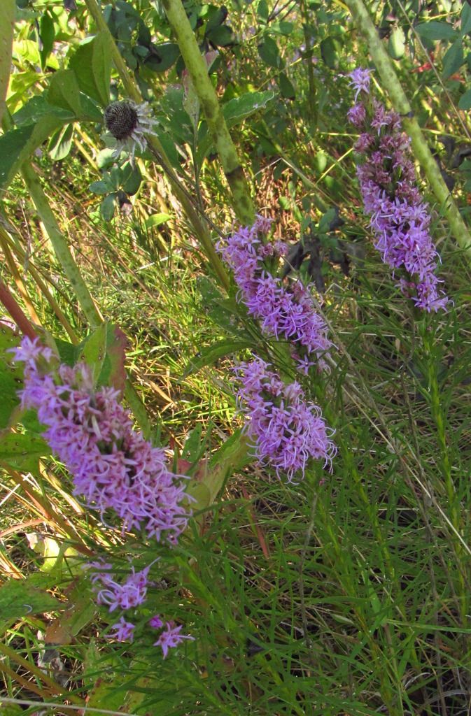 prairie blazing star group photo blazingstarblooming_zpsgntpsjcl.jpg