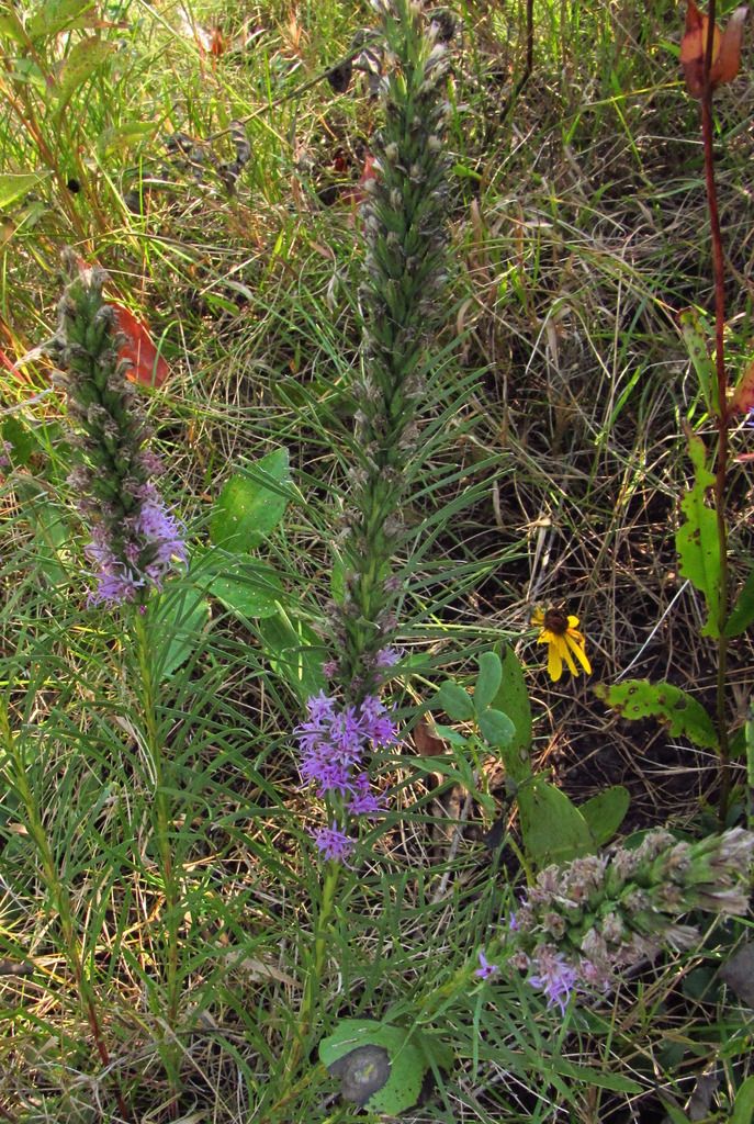 prairie blazing star autumn photo blazingstarlate_zpstkz0ouli.jpg