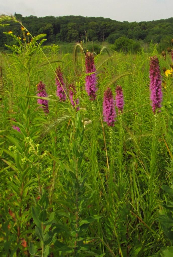 blazing star photo blazingstarprairiemix3_zpsb603026d.jpg