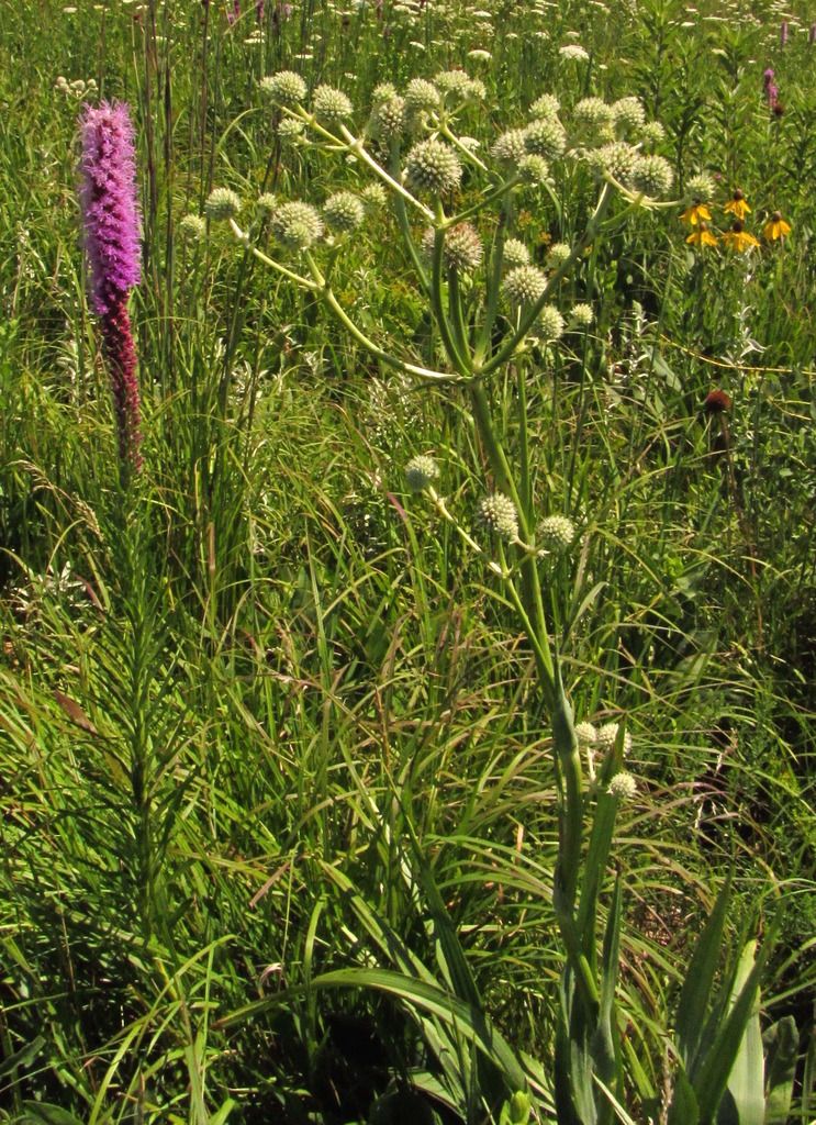 blazing star rattlesnake master photo blazingstarrattlesnakemaster2_zpsgfepifty.jpg