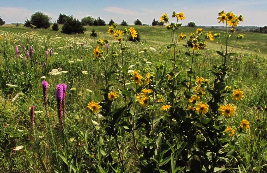 blazing star rosinweed 2 photo blazingstarrosinweed2_zpsidtommz2.jpg