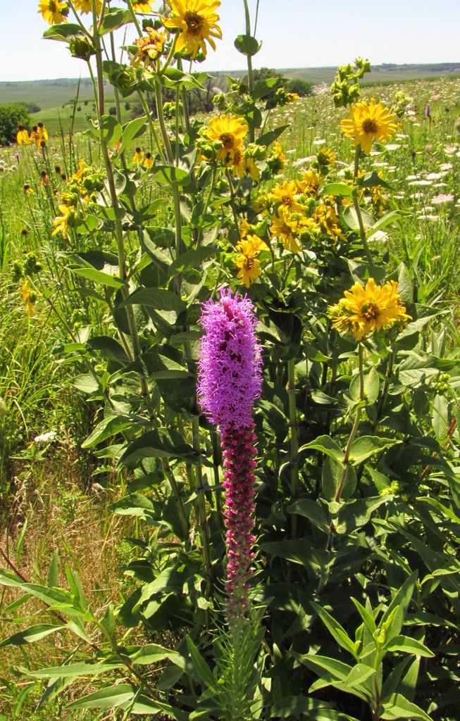 blazing star rosinweed 1 photo blazingstarrosinweed_zps52ow5lgl.jpg