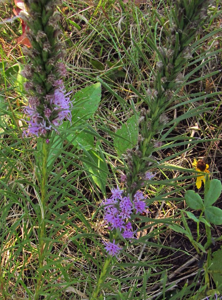 prairie blazing star autumn 2 photo blazingstartlate2_zpsqhk549cc.jpg