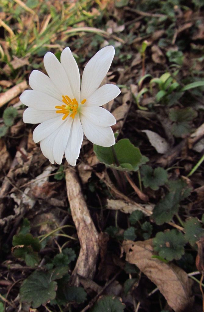 Bloodroot close-up photo bloodrootcropped2016_zpsurxi01pd.jpg