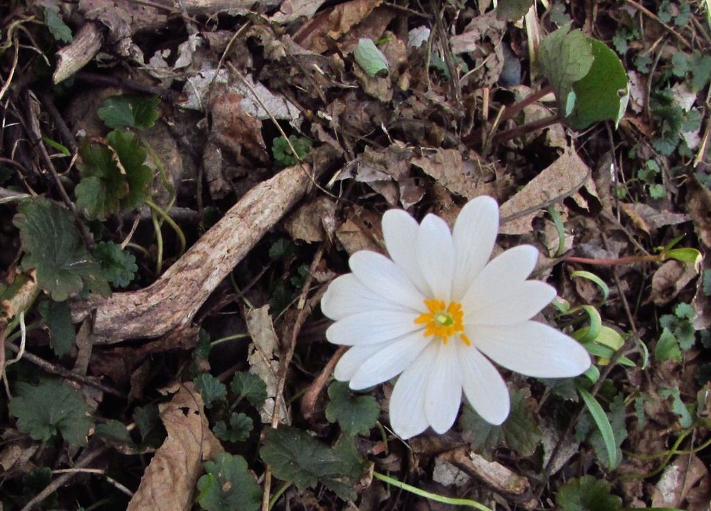 bloodroot blooming photo bloodroothorizontal2_zpsvr47jo1z.jpg