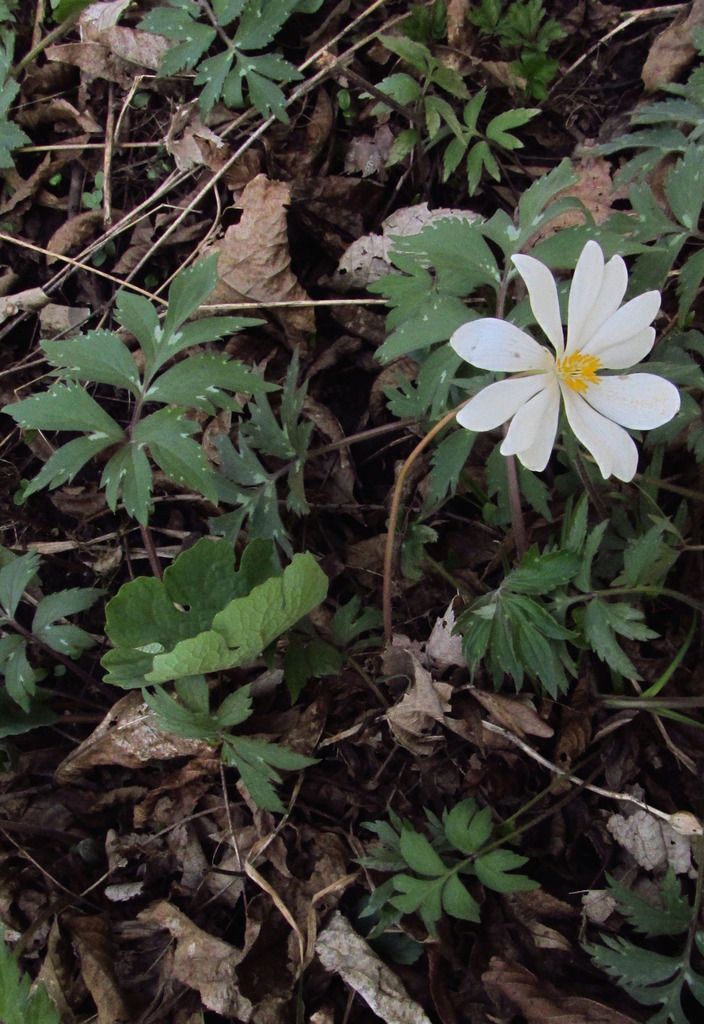 Bloodroot with waterleaf foliage photo bloodrootwaterleaf_zpso6ztwdzm.jpg