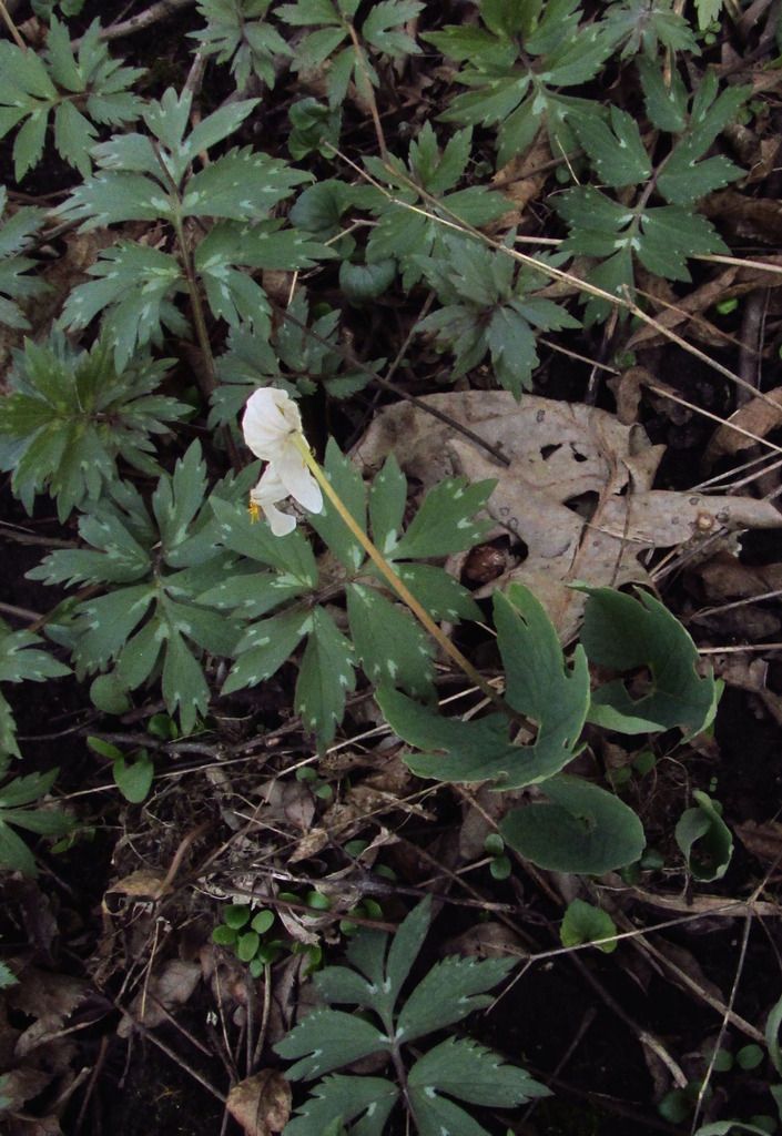 Bloodroot wilting photo bloodrootwilting_zpsre48yuv9.jpg