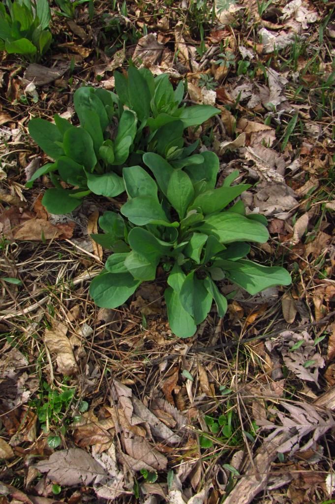 Bluebell foliage photo bluebellleaves_zps5e14b275.jpg