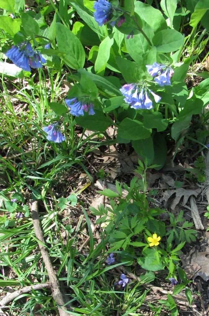 Bluebells, buttercup, violets photo bluebells_buttercup_violets_zps62a4329f.jpg