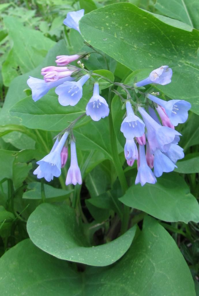 Bluebells close-up 2 photo bluebells_close2_zpse8932ca7.jpg