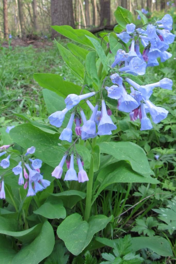 Bluebells close-up 1 photo bluebells_close_zps367bfa01.jpg