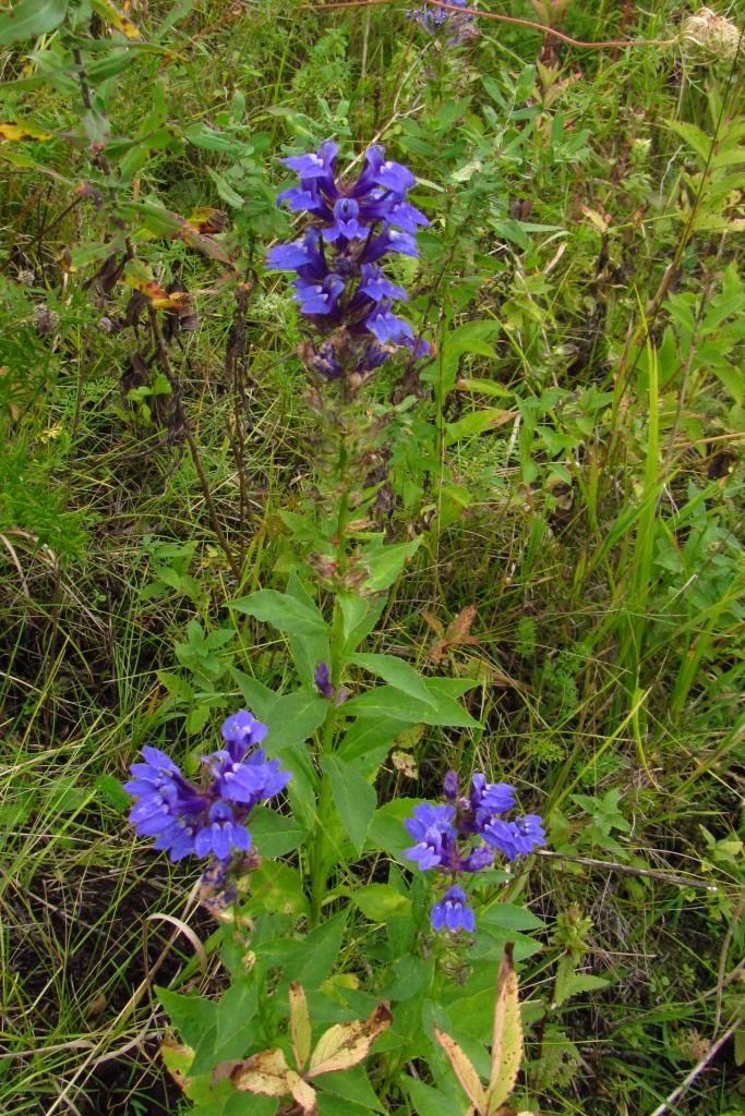 Great blue lobelia group photo bluelobelia1_zps7a3cafbd.jpg