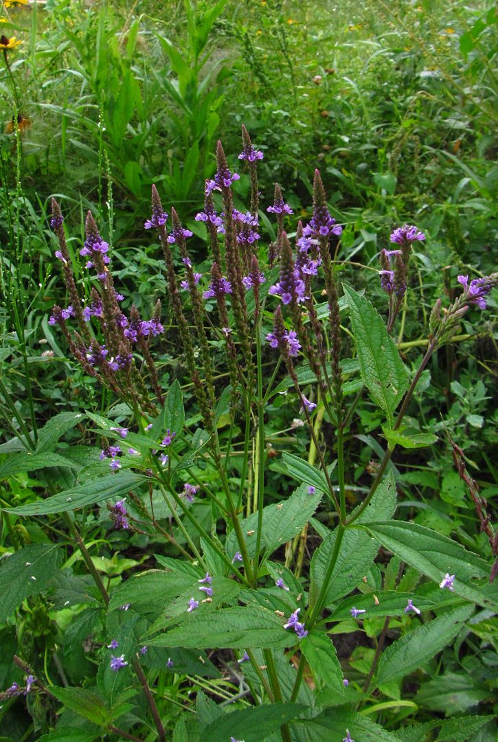 more blue vervain flowering photo bluevervain4_zpsfxdsypcz.jpg