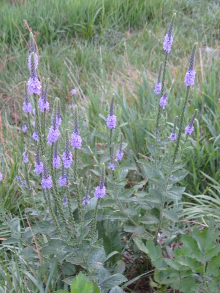 blue vervain in Iowa, Blue vervain blooming in central Iowa, July 2012