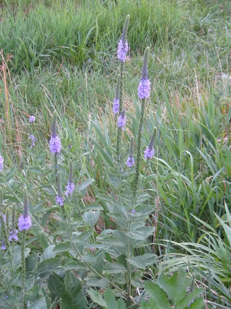 Blue vervain, Blue vervain blooming in central Iowa, July 2012