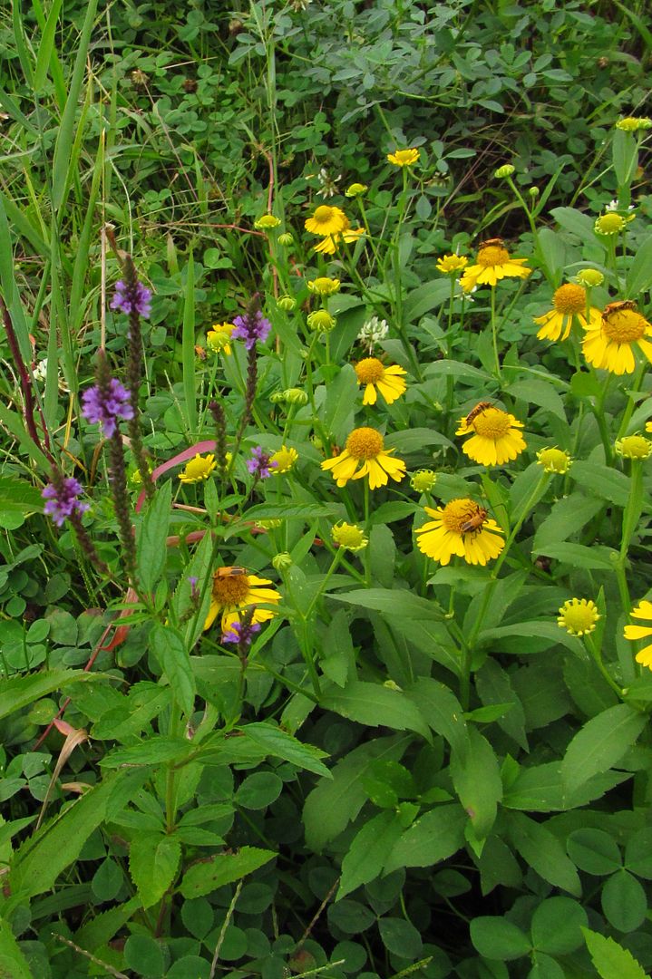 blue vervain with common sneezeweed photo bluevervainsneezeweed_zpsrfzy5rn9.jpg