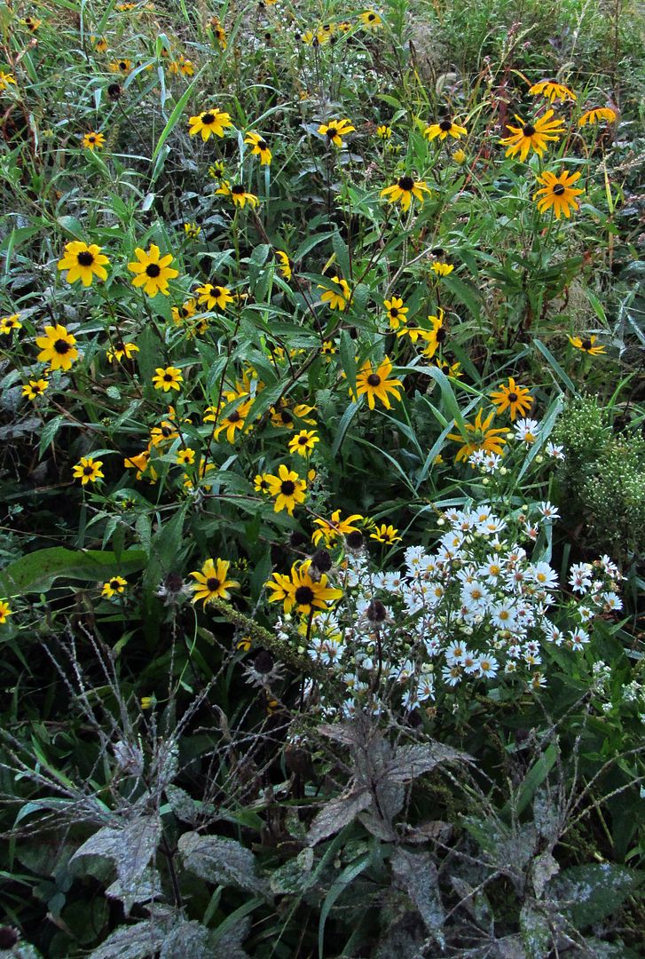 Brown-eyed Susan and asters photo browneyedsusanaster_zpsmjmwc81d.jpg