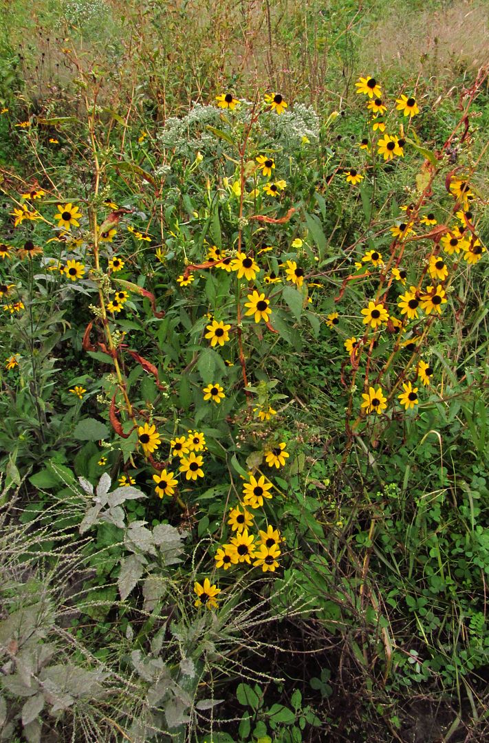 Brown-eyed Susans with boneset photo browneyedsusanboneset_zpsi3zczvoi.jpg