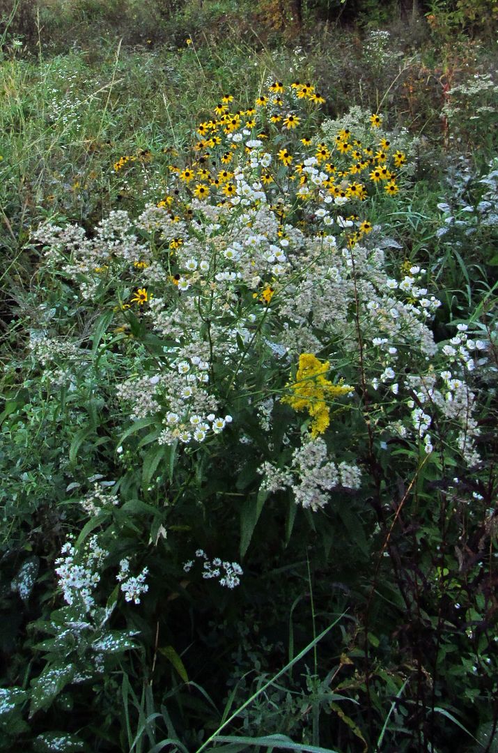 late boneset with other wildflowers photo browneyedsusanbonesetgoldenrod_zpsifc4vfld.jpg