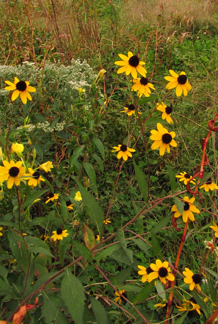 Brown-eyed Susans with others photo browneyedsusanclose2_zpsd7u2trv9.jpg