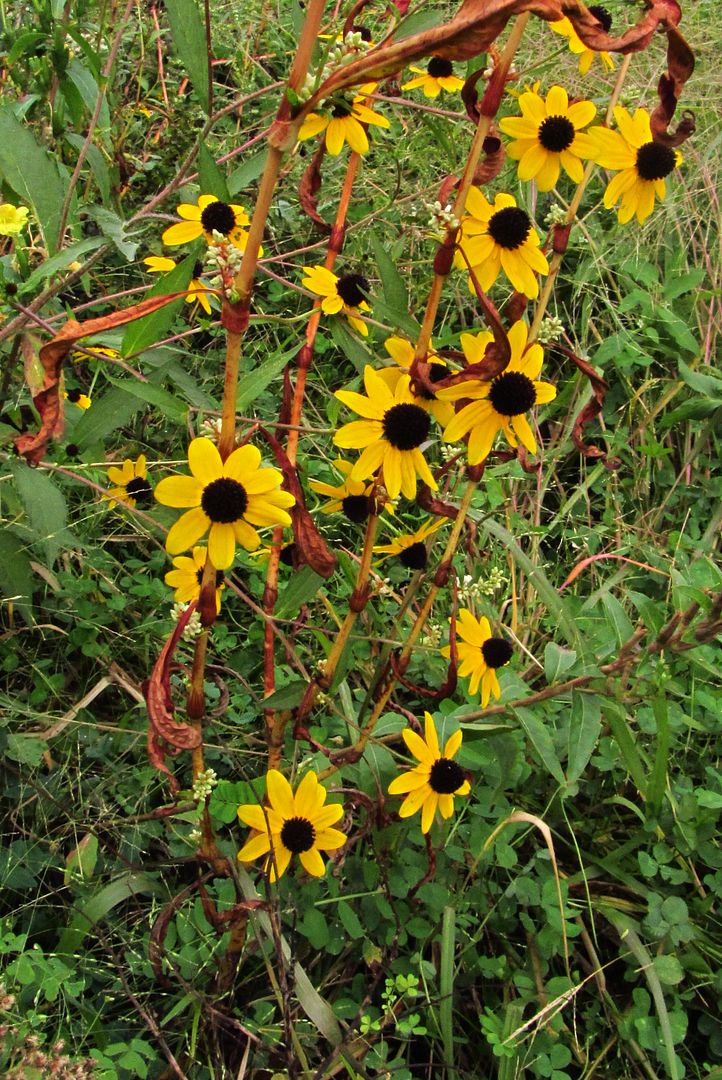 closer look at Brown-eyed Susans photo browneyedsusanclose3_zps3yp0kkpw.jpg