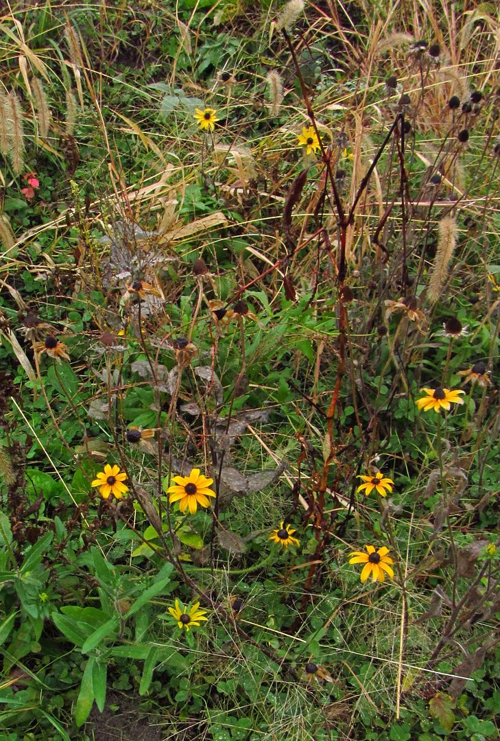 Brown-eyed Susans dying photo browneyedsusandying2_zps17upirw5.jpg